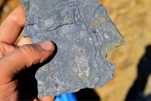 Specimen of Nektognathus as it was found in the field at Sirius Passet, North Greenland
